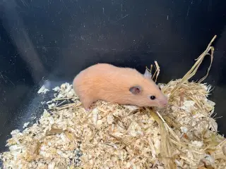 Guldhamster 