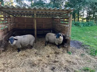 Flotte væddere af racen Suffolk sælges