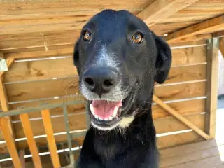 Gadehunden Milio søger sin helt egen familie❤️