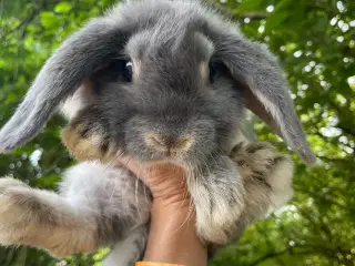 Kaninunger