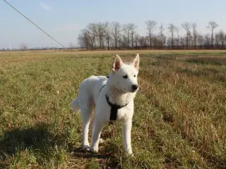 Samojede / Husky hvalpe 4 måneder