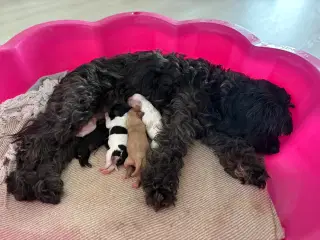 Cavapoo hvalpe 