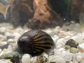 Zebra Snegl 2 stk