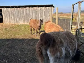 3 lama hopper