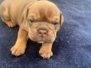 OEB english bulldog 