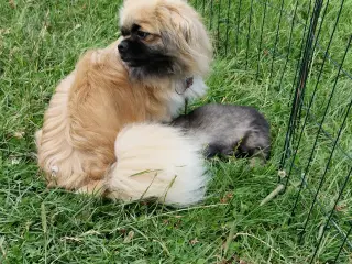 Tibetanske spaniels