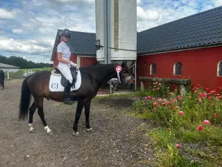 Kat 1 pony eller hest