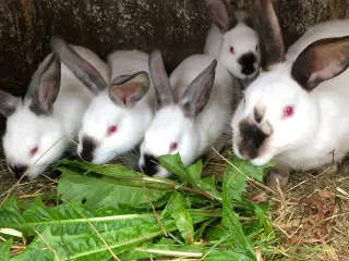 California kaniner