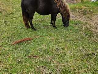 Shetlænder hoppe 2 år