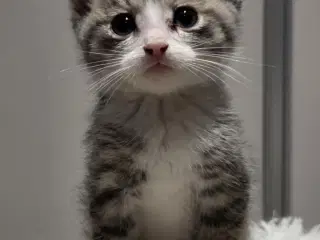 De smukkeste mainecoon-blandinger 