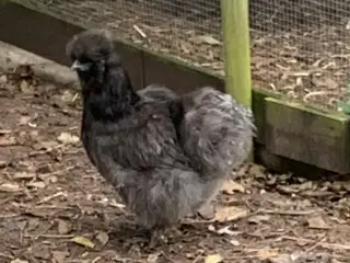 Silkehøns en hane og 3 høner