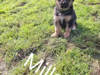 Berner Shepherd hvalpe