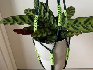 Hay planteholder grøn