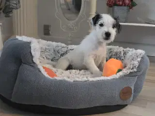 Parson Russell Terrier