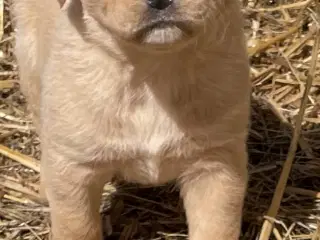 Hundehvalpe 