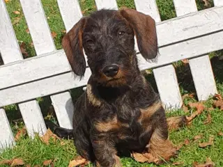 Gravhunde hvalpe hanner