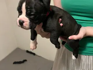 Old English Bulldog hvalp, Shiva