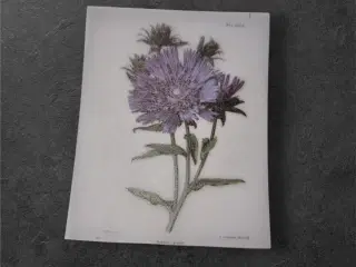 Papirark med elegant lilla asterblomst Forvandl di