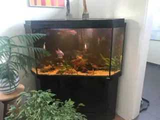 Akvarie fisk