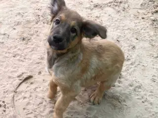 Hund (blanding/gadehund)