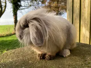 Lulu søger et kærligt hjem