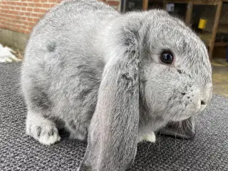 FRANSK VÆDDER HAN CHINCHILLA