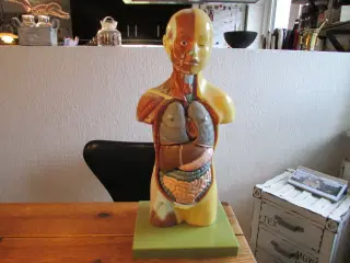 anatomisk torso