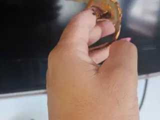 Gekko to unger