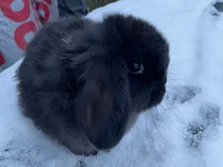 Mini Lop - Kaniner 