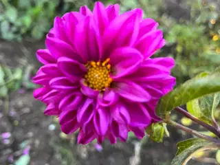 Geoginer - Dahlia knolde