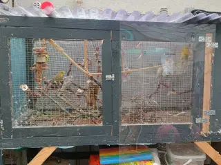 Undulat familie søger nyt hjem. 