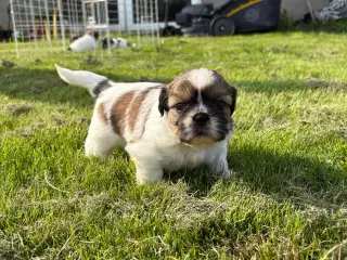 Shih-tzu hvalpe