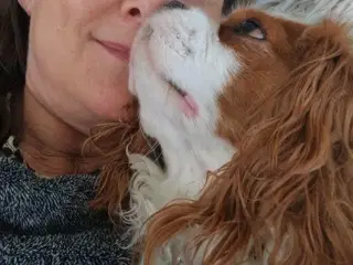 Søges: Cavalier tæve