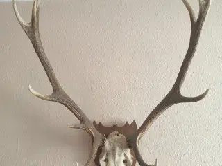 Jagttrofæ. Kronhjort gevir