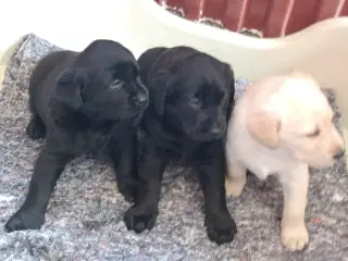 Labradorhvalpe