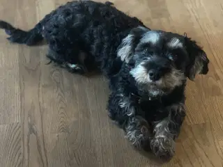 Futti søger nyt hjem 