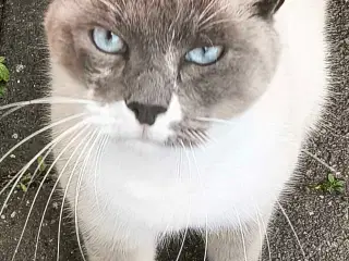 Ragdoll / Hellig Birma / blanding