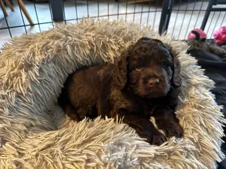 Skønne cockapoo hvalpe klar til nye hjem fra 27/7