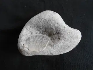 Fossil Tydelig aftryk Muslingeskal Spondylus    