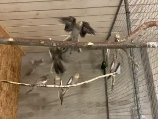 Nymferparekitter 