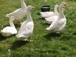 Gæs Dansk landrace