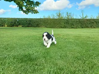 Engelsk springer spaniel hvalpe
