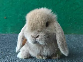 Minilop