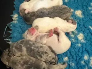 Fransk Bulldog 