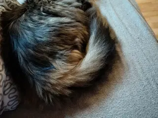 Hun kat