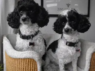 To fantastiske hund søger hjem sammen