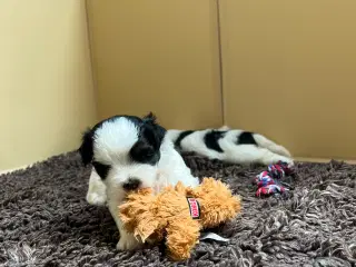 Bomuldshvalpe. Lhasa Apso / Bichon Havanais 