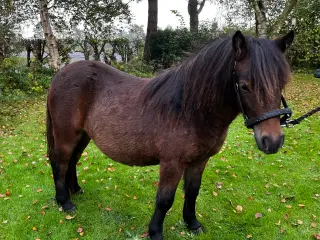 Skøn ung shetlænder vallak