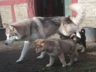 Timberdog /Tamaskan /inuitdog 
