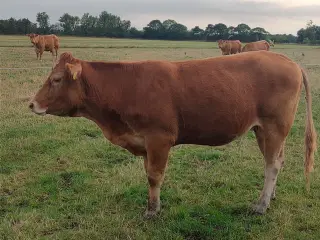 Limousine ko